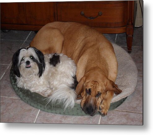 Dogs Metal Print featuring the photograph Inseparable by Val Oconnor