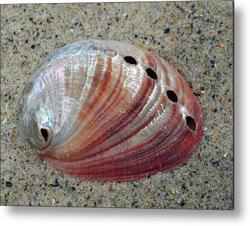 Shell Metal Print featuring the photograph Iridescent Treasure Macro by Sandi OReilly