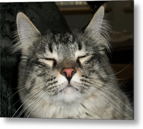 Cat Metal Print featuring the photograph Jeff by Paula Greenlee