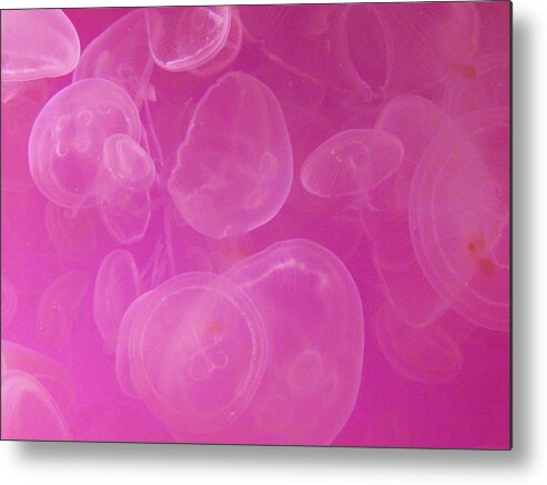 Jelly Jelly Fish Metal Print featuring the photograph Jelly Day by Vijay Sharon Govender