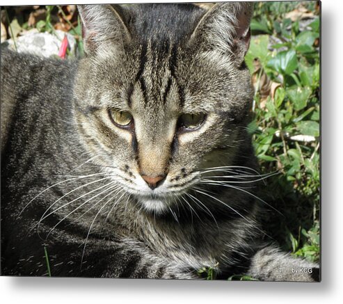 Cat Metal Print featuring the photograph Just Chillin by Kim Galluzzo