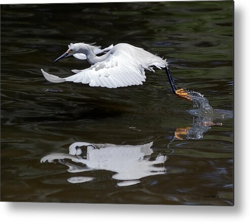 Egret Metal Print featuring the photograph Kicking Water by Stephen Johnson