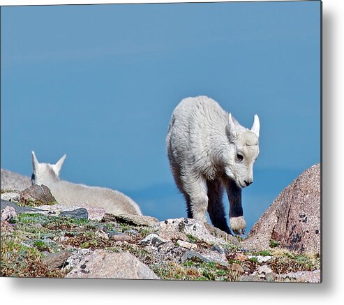 Mountain Goats Metal Print featuring the photograph Kids on the Tundra by Stephen Johnson