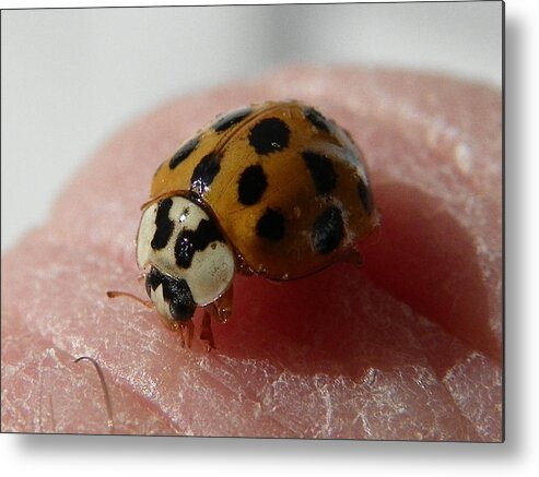Ladybug Metal Print featuring the photograph Ladybug On Finger by Chad and Stacey Hall