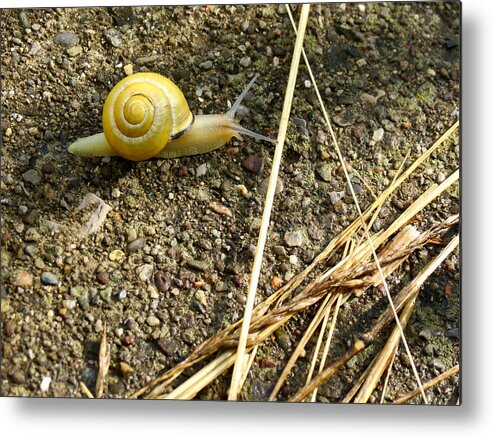 Natural World Metal Print featuring the photograph Lemon Snail by Azthet Photography
