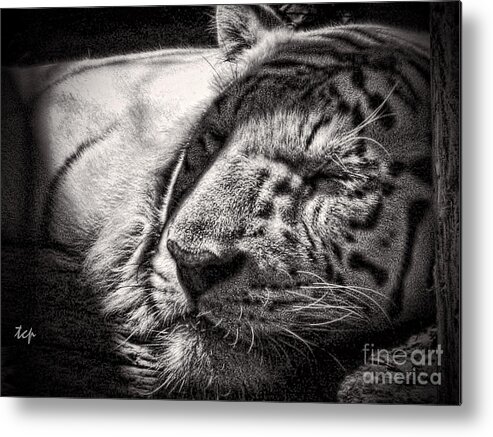 Tiger Metal Print featuring the photograph Let Sleeping Tiger Lie by Traci Cottingham