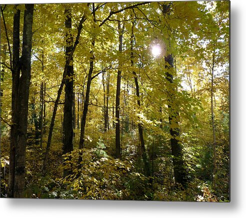 Woods Metal Print featuring the photograph Let the Sunshine In by Terry Eve Tanner