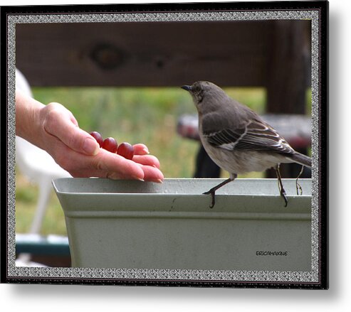 Bird Metal Print featuring the photograph Lets Eat by Ericamaxine Price