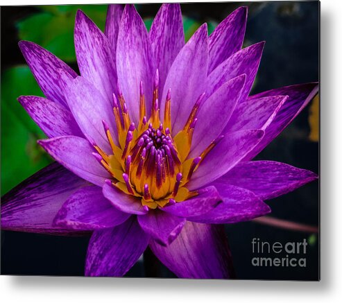 Waterlily Metal Print featuring the photograph Lily Bright by Stacy Michelle Smith