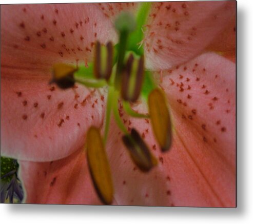 Flower Metal Print featuring the pyrography Lily by Kim Jacobi