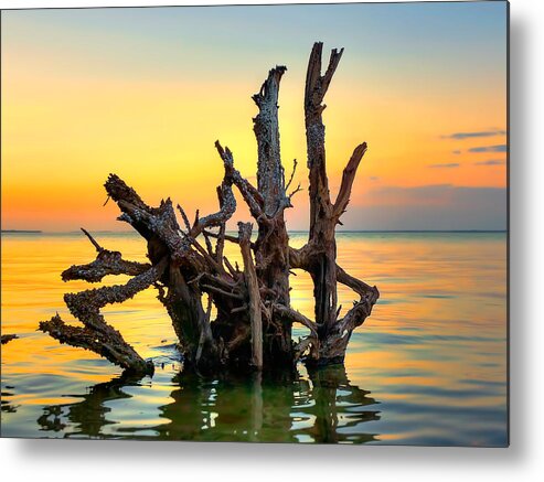 Tree Metal Print featuring the photograph Longboat Key Tree by Jenny Ellen Photography