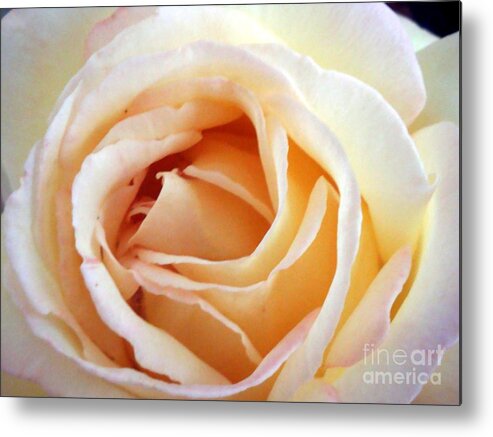 Roses Metal Print featuring the photograph Love unfurling by Vonda Lawson-Rosa