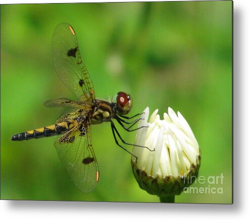 Insects Metal Print featuring the photograph Lucky Dragonfly by Lili Feinstein