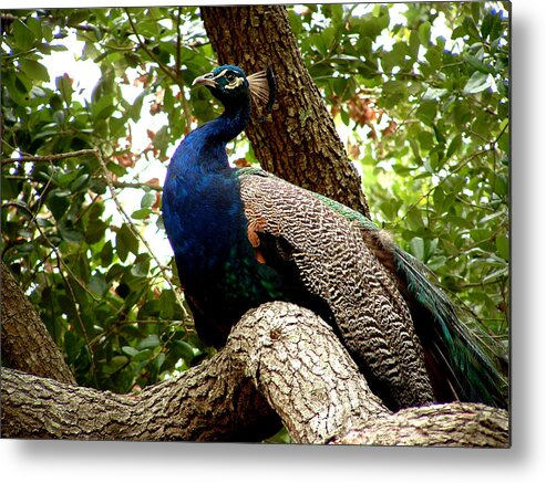Peacock Metal Print featuring the photograph Majestic by David Weeks