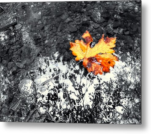 Maple Leaf Metal Print featuring the photograph Maple Leaf Selective Color by Peter Mooyman