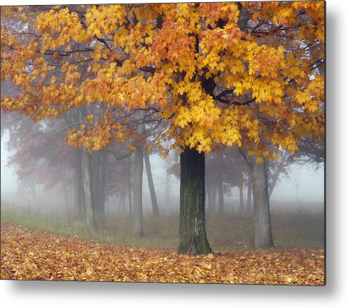 Maple Leaf Leaves Trees Mist Fog Golden Yellow Orange Red Autumn Fall Foliage Wisconsin Metal Print featuring the photograph Maples in the Mist by Leda Robertson