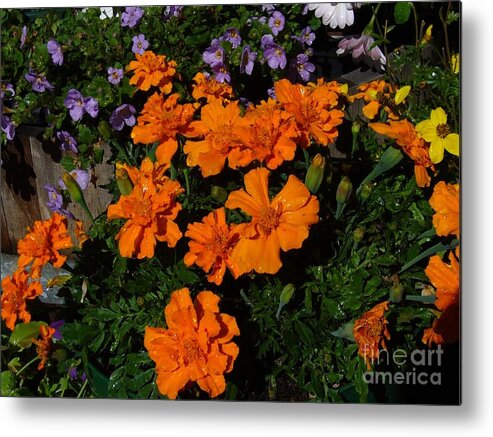Marigolds Plants Gardening Flowers Horticulture Hobbies Metal Print featuring the photograph Marigolds by Jim Sauchyn