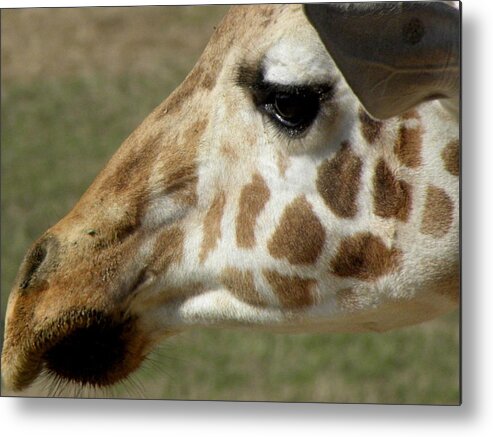 Giraffe Metal Print featuring the photograph Marks Of Beauty by Kim Galluzzo