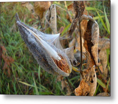 Close Up Metal Print featuring the photograph Milkweed - Spread Thy Seed by Kent Lorentzen