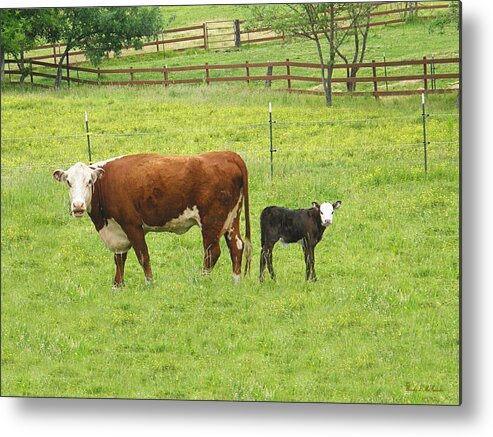 Cow Canvas Prints Metal Print featuring the photograph MOOma and Calf by Wendy McKennon