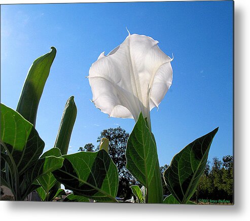 Moonflower Metal Print featuring the photograph Moonflower Rising by Joyce Dickens