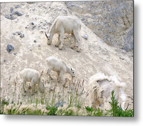 Mountain Metal Print featuring the mixed media Mountain Goats 1 by Bruce Ritchie