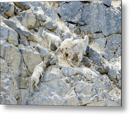 Mountain Metal Print featuring the photograph Mountain Goats 2 by Bruce Ritchie