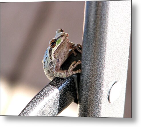 Frog Metal Print featuring the photograph My New Friend by Rory Siegel