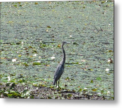 Nature. Marsh Metal Print featuring the photograph Natural Elegance by Loretta Pokorny