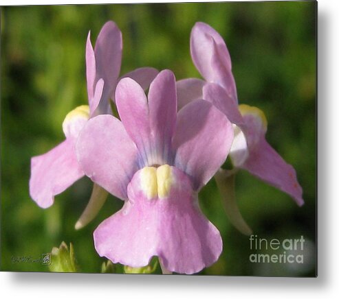 Mccombie Metal Print featuring the photograph Nemesia named Compact Pink Innocence by J McCombie