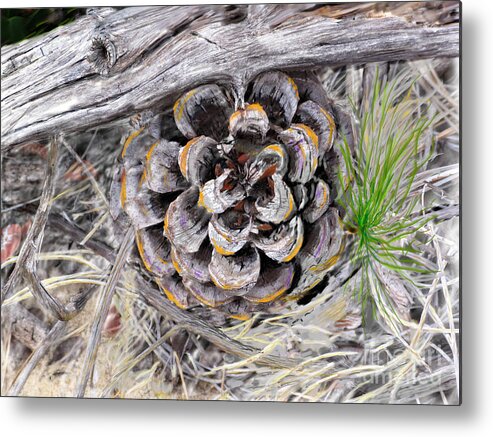 Pine Cone Metal Print featuring the digital art Next Generation by L J Oakes