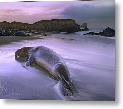 00176632 Metal Print featuring the photograph Northern Elephant Seal Bull Laying by Tim Fitzharris
