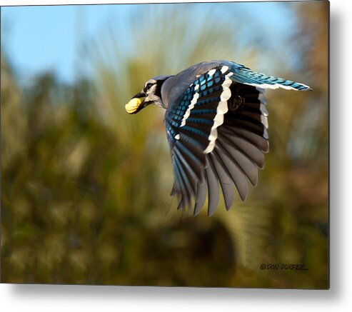 Bluejay Metal Print featuring the photograph Off To The Nest by Don Durfee