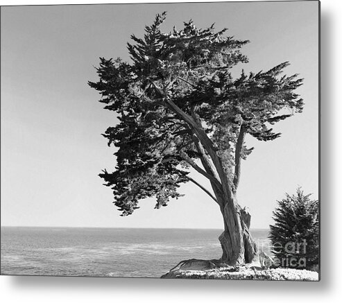 Tree Metal Print featuring the photograph Old Growth by Paul Topp