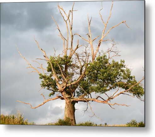 Oak Metal Print featuring the photograph Old Oak Tree by Azthet Photography