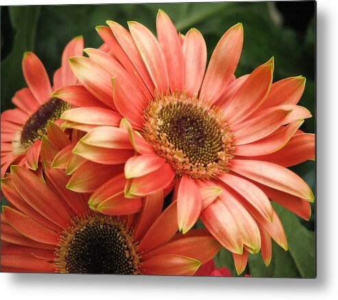 Flower Metal Print featuring the photograph Orange a Trois by Chris Anderson