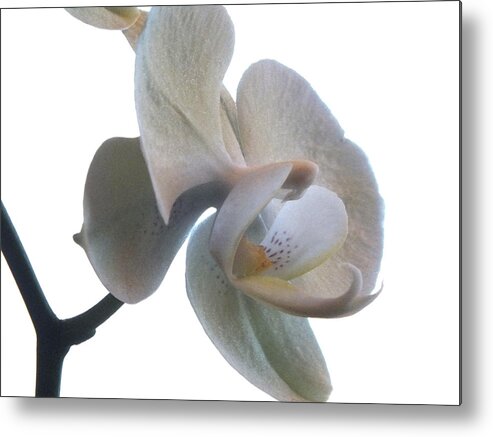 Flowers Metal Print featuring the photograph Orchids 1 by Mike McGlothlen