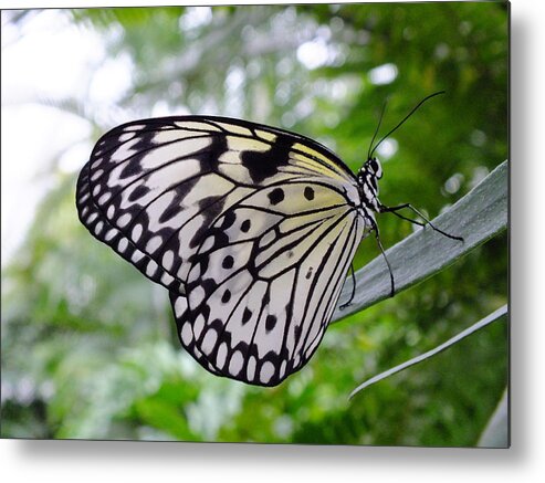 Nature Metal Print featuring the photograph Paper White by Peggy King