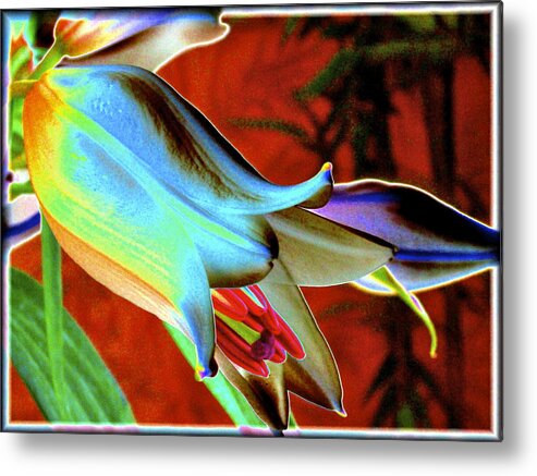 Lily Metal Print featuring the photograph Party Lily Closd by Patricia Haynes