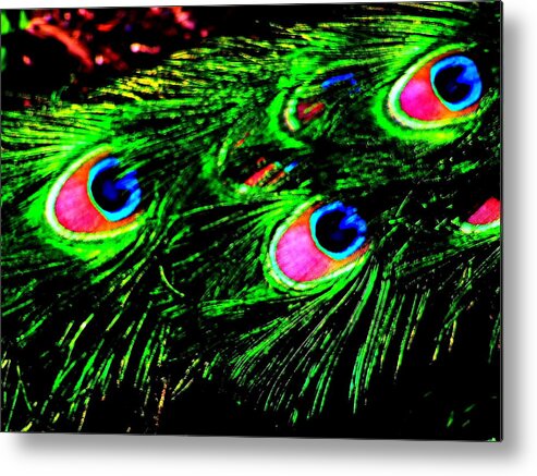 Feathers Metal Print featuring the photograph Peacock with Flare by Christina A Pacillo