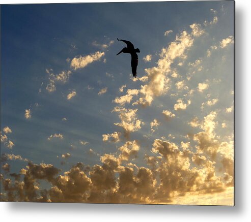 Pelican Metal Print featuring the photograph Pelican's Flight by Amelia Racca