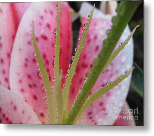 Flower Metal Print featuring the photograph Pensive by Holy Hands