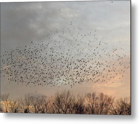 Black Birds Metal Print featuring the photograph Perfect Formation by Kim Galluzzo