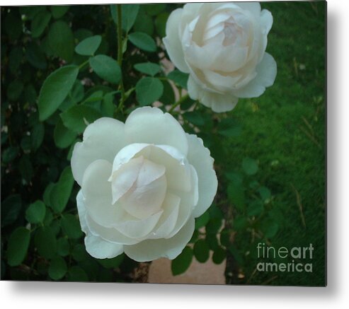 Rose Metal Print featuring the photograph Perfect Pair by Mark Robbins