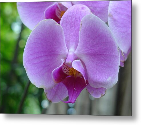 Pink Metal Print featuring the photograph Pink Orchid by Charles and Melisa Morrison