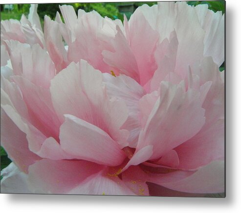 Pink Metal Print featuring the photograph Pink Peony by Kim Galluzzo