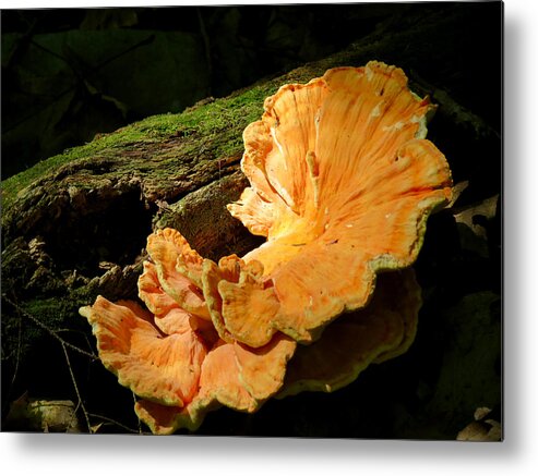 Fungus Metal Print featuring the photograph Pockets and Shelves by Azthet Photography