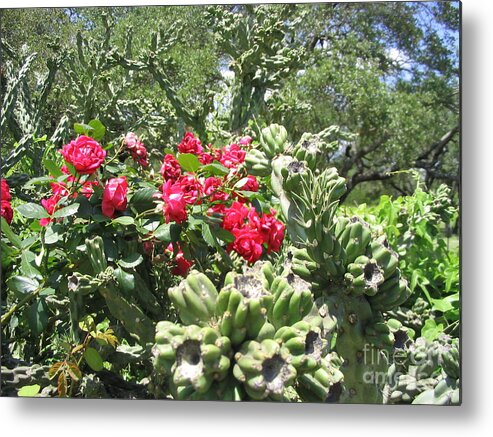 Cactus Metal Print featuring the photograph Pretty and sharp by Mark Robbins