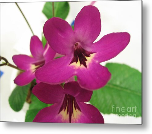 Violet Metal Print featuring the photograph Pretty in Pink by Mark Robbins