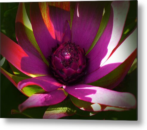 South Africa Metal Print featuring the photograph Protea Flower 8 by Xueling Zou